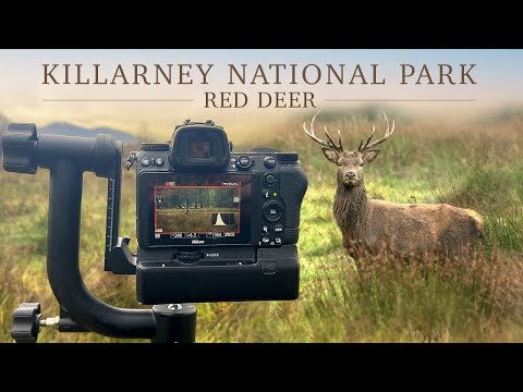 Видео: Фотографирование благородного оленя (Килларни) — Ирландская дикая природа (Nikon z6ii и Sigma 150...