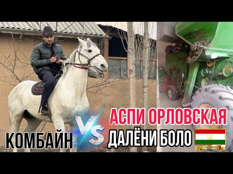 Видео: Аспи зоти Орловская Комбайн марта 2024 г.