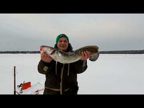 Видео: Вы не поверите. Налим попался на налима / Первая проверка и сразу трешка / Открытие зимней рыбалки