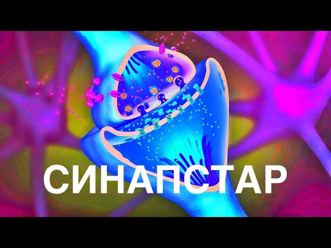 Видео: Синапс құрылысы | Нейромедиаторлар | Холинергиялық синапс | Пре және постсинапстық мембрана