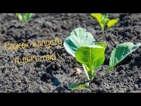 Видео: САЖАЮ КАПУСТУ только таким СПОСОБОМ! Никак иначе