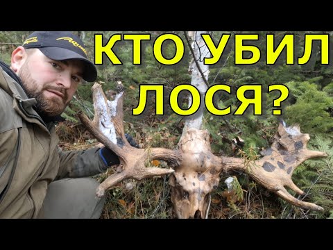 Видео: Охота на медведя, лося, жизнь в таёжной избе