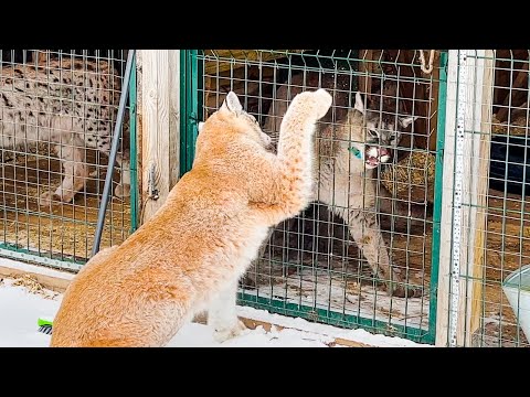 Видео: СВИНЬИ ИГРАЮТ С РЫСЯМИ / Пума Нала попала в ловушку / Новая защита от побегов опасных животных