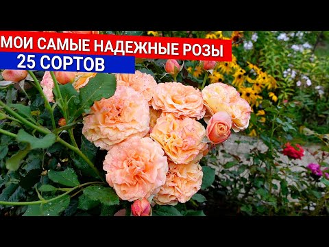 Видео: Мои самые надежные розы 25 сортов