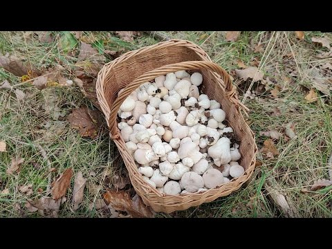 Видео: Никогда не брал этот гриб. А ЗРЯ!