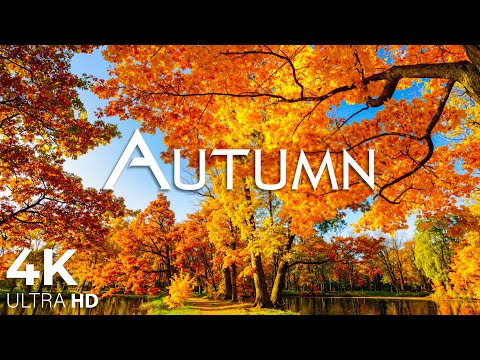 Видео: Красивая расслабляющая музыка в 4K 🍁 Очаровательные осенние пейзажи со звуками леса и умиротворяющей
