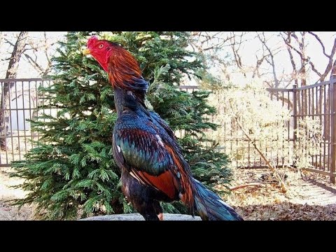 Видео: ПАРВОЗЛАР УЧУН  5 КГ ХУРОЗЛАР СОТУВДА