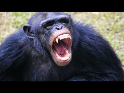 Видео: Хүн ба Шимпанзе