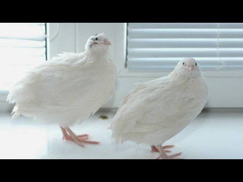 Видео: Завели перепелов! Выбор клетки, сборка, заселение