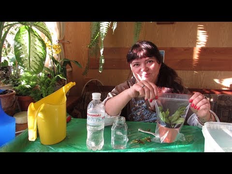 Видео: МУХОЛОВКА. Подготовка к зимовке