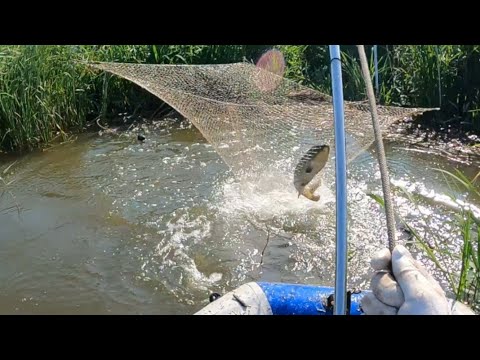 Видео: Ловлю сазанов в камышах на мели. Рыбалка на паук подъёмник. Очень порадовали сазаны, огромные караси