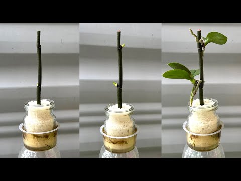 Видео: Просто рис! Орхидеи сразу вырастают на ветках и цветут круглый год.