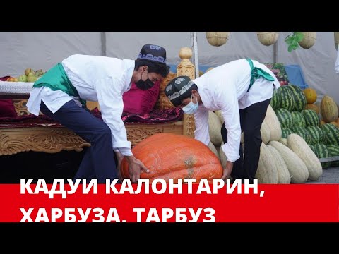 Видео: Калонтарин кадуву харбуза дар Тоҷикистон