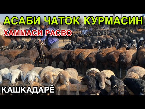 Видео: ХАММА ХАЙРОН! 8 ОКТЯБРЬ КУЙ КУЗИ НАРХЛАРИ 2025. КАШКАДАРЁ ЧИРОКЧИ МОЛ БОЗОРИ НАРХЛАРИ 2025.