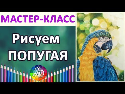 Видео: МАСТЕР-КЛАСС. Как нарисовать попугая пошагово (сине-жёлтый ара)