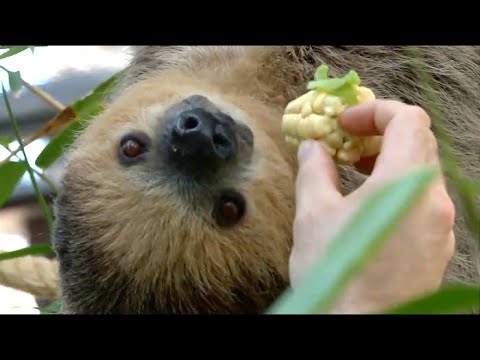 Видео: Диалоги о животных. Лоро Парк. Тенерифе. 16-я серия