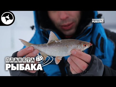 Видео: Зимняя плотва. Иваново | Планета рыбака
