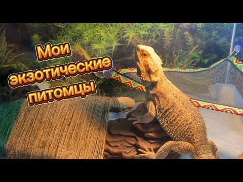 Видео: ВЛОГ|  Выкраски | Мои питомцы 🐉