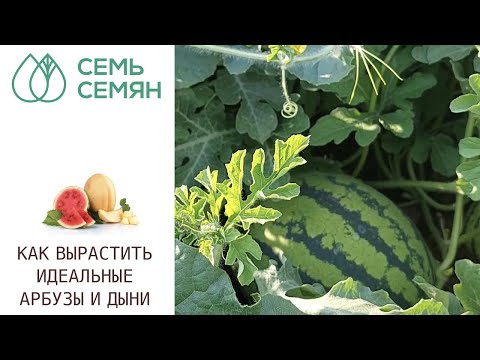 Видео: МОИ СЕКРЕТЫ ВЫРАЩИВАНИЯ АРБУЗОВ И ДЫНЬ!