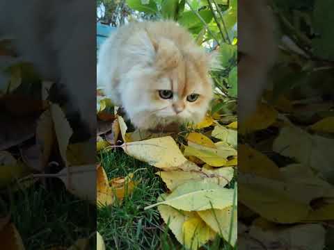 Видео: Осенняя прогулка по жёлтым листикам в прямом эфире!