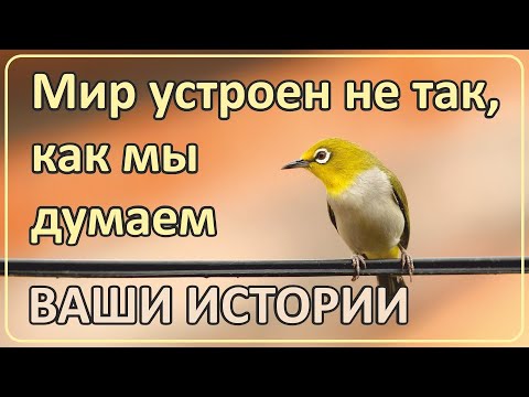 Видео: 038 Мир устроен гораздо сложнее чем мы думаем