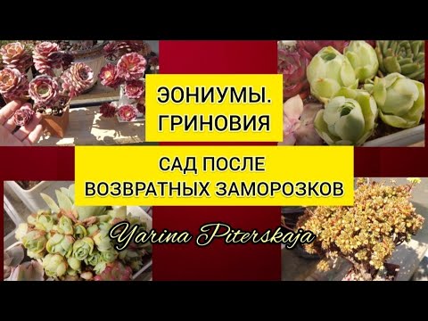 Видео: Эониумы. Гриновия. Сад после возвратных заморозков.