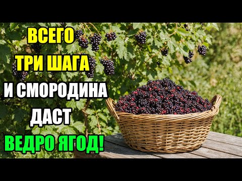 Видео: КУСТЫ СМОРОДИНЫ ОБСЫПАНЫ ЯГОДАМИ — СЕКРЕТ РАСКРЫТ!НИКТО НЕ ВЕРИЛ, ЧТО СМОРОДИНА МОЖЕТ ДАВАТЬ СТОЛЬКО