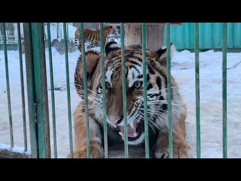 Видео: Эй, не стойте слишком близко, в гостях у создателей хосписа «Дом Тигра»