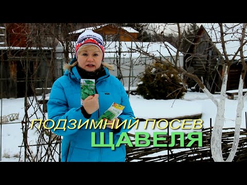 Видео: Посев ЩАВЕЛЯ под зиму! Советы от ЗЕЛЕНОГО ОГОРОДА!