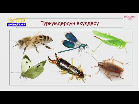 Видео: 7-класс | Биология | Кумурска сымалдуулардын түзүлүшү, өрчүшү, түркүмдөрү, жаратылыштагы мааниси