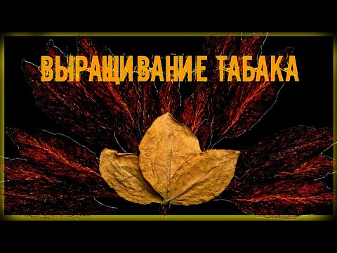 Видео: Как вырастить табак?