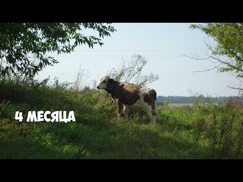 Видео: Откорм бычков 2 сезон: 4 месяца