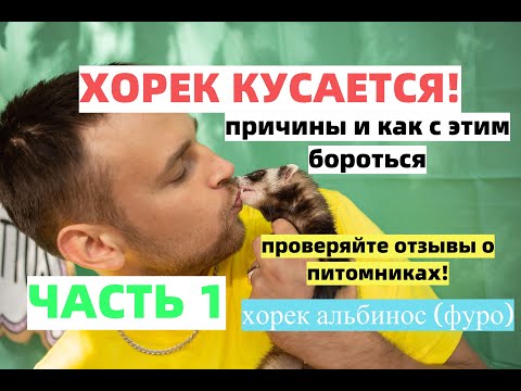 Видео: Хорёк кусается! Часть 1/Причины/Хорек альбинос.