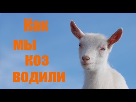 Видео: Как мы коз водили // Из города в деревню