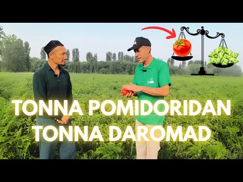 Видео: ТОННА ПОМИДОРИДАН ТОННА ДАРОМАД | TONNA POMIDORIDAN TONNA DAROMAD