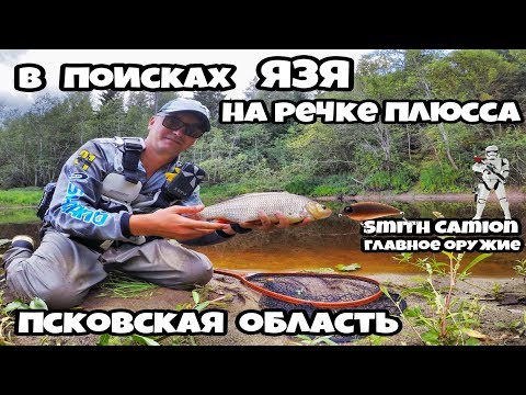 Видео: В поисках ЯЗЯ на речке Плюсса, Псковская область, август 2018
