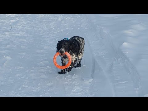 Видео: DogVlog : Прогулка с собакой в лес 🐾