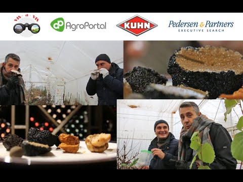 Видео: Vis-а-Vis #6: Трюфель в кожен дім, або Гриб за тисячі доларів