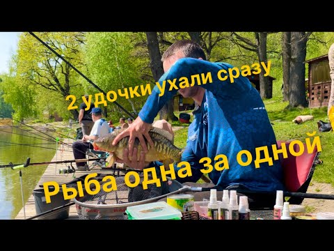 Видео: Как НАЛОВИТЬ больше всех рыбы в прессинге. Весна, карп!