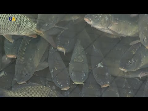 Видео: Карпы Руденко | Моя Земля