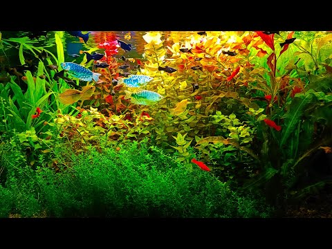 Видео: Аквариум травник без СО2 растёт как на дрожжах! Переоформление!