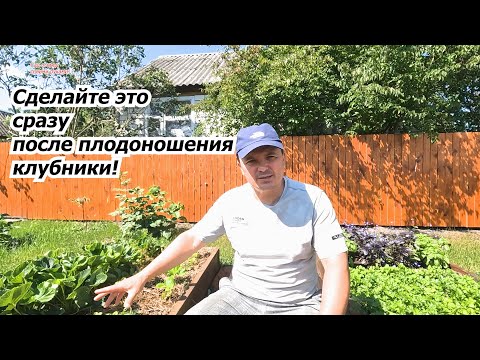 Видео: Сделайте это с клубникой сразу же после плодоношения.