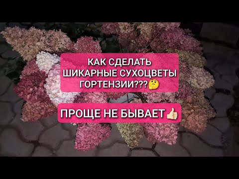 Видео: КАК ЗАСУШИТЬ ГОРТЕНЗИЮ? Шикарные СУХОЦВЕТЫ из гортензии👍🏻👍🏻👍🏻