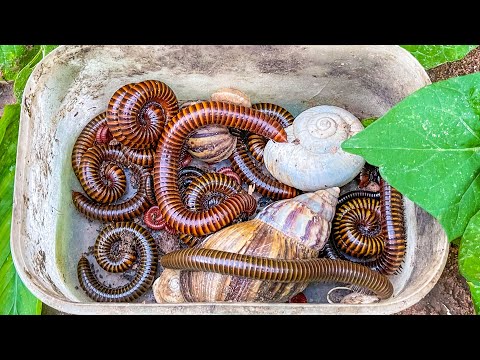 Видео: Невероятные моменты охоты на насекомых рядом с моим домом! 😳 Многоножки, улитки, черви, красная м...