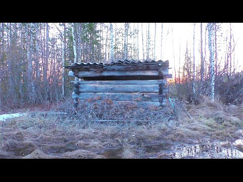 Видео: ОХОТА НА УТКУ В БОЛОТЕ / ВОКРУГ ВЫСТРЕЛЫ / ГЛАВНОЕ ПРОЦЕСС, А НЕ МЯСО / ОХОТА НА КРАЙНЕМ СЕВЕРЕ.