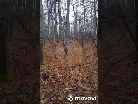 Видео: Гая увела косуля, но он потом передумал и пошел по зайцу.