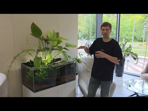 Видео: Обзор травника с эхинодорусом