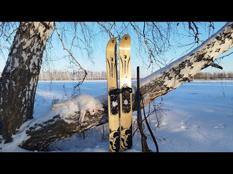 Видео: Охота на зайца!!! первая охота в 2025 году и сразу два трофея!!! Омская область