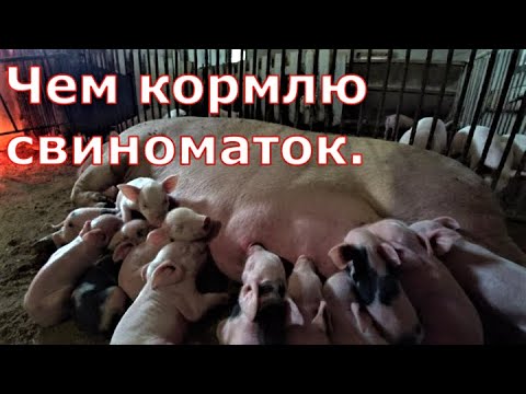 Видео: Рацион для свиноматок