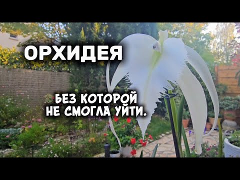 Видео: Купила нереальную орхидею / ТЕПЛИЦА с орхидеями мечты